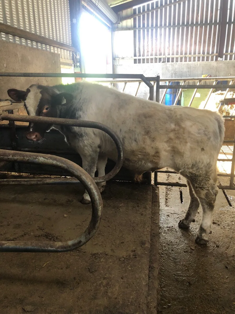 PB Shorthorn bulls - Image 1