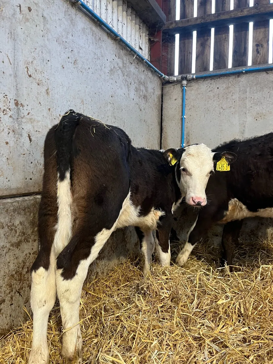 2 Reared Hereford Heifers - Image 1