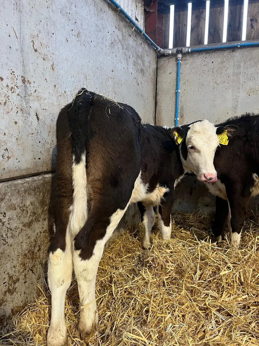 2 Reared Hereford Heifers - Image 2