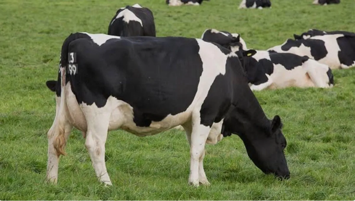 ***Wanted*** Cows near calving genuine farmer