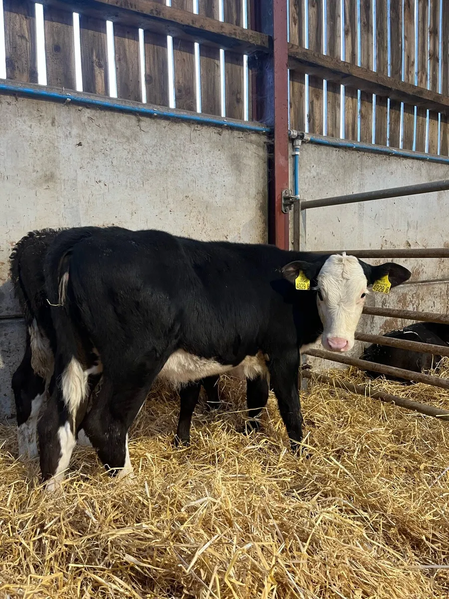 2 Reared Hereford Heifers - Image 3