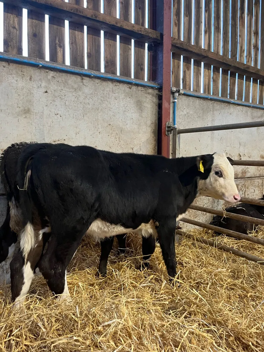 2 Reared Hereford Heifers - Image 4