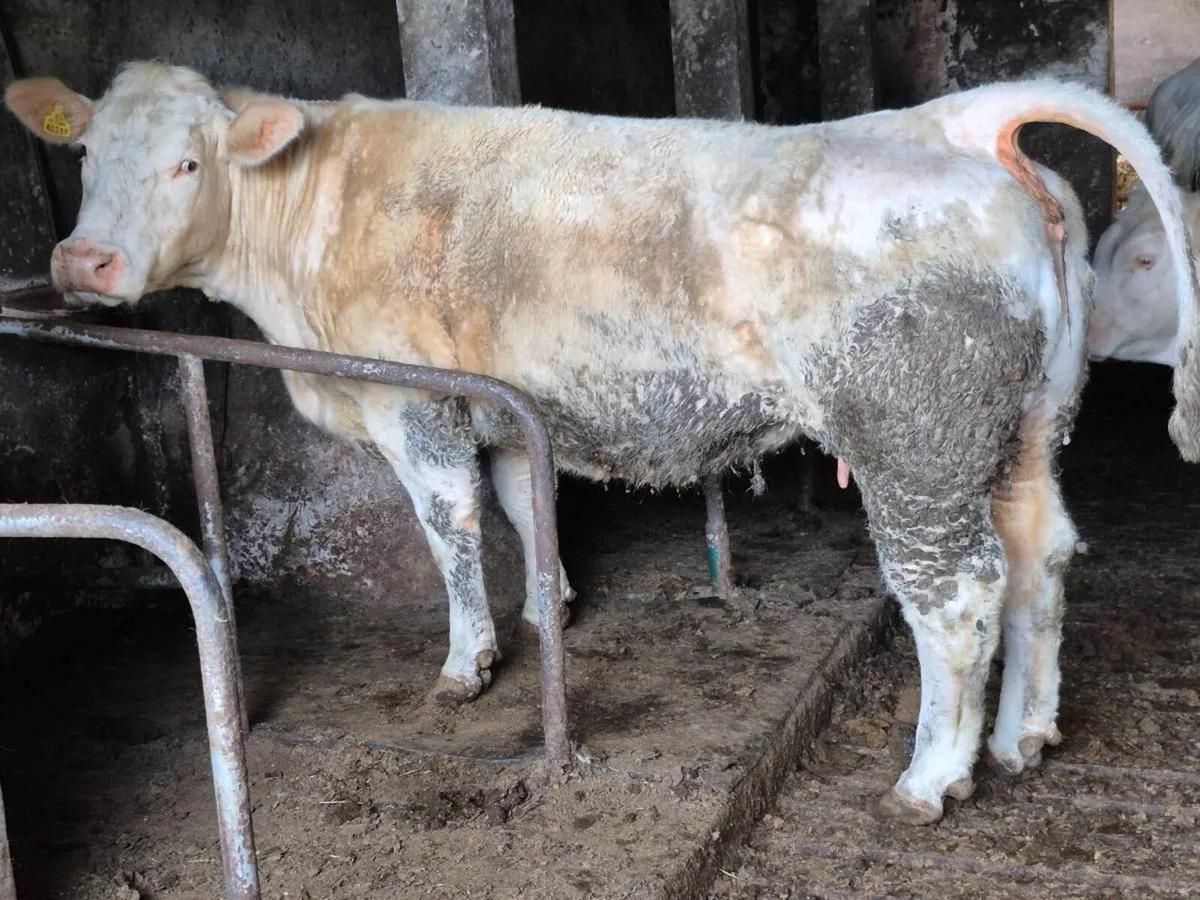 5* PED CHAROLAIS COW. PIRATE+BIVOUAC+BULL+EXTENSI - Image 1