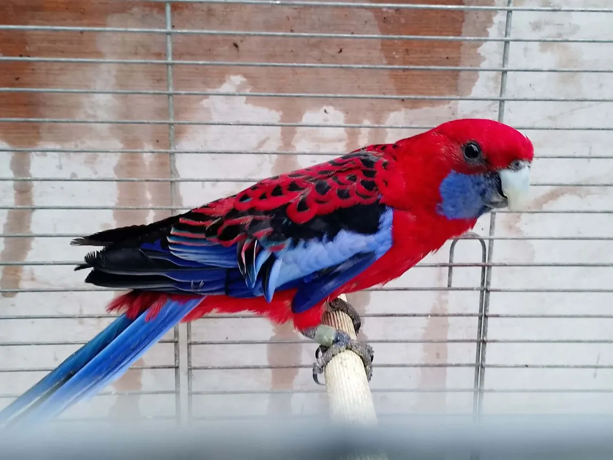 red pennant male - Image 3