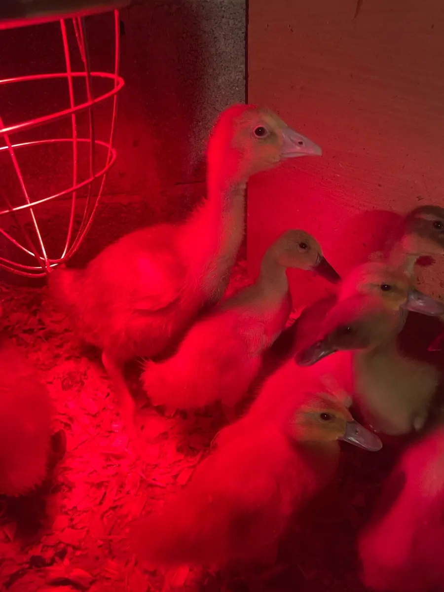 Orpington ducklings and 1 gosling - Image 1