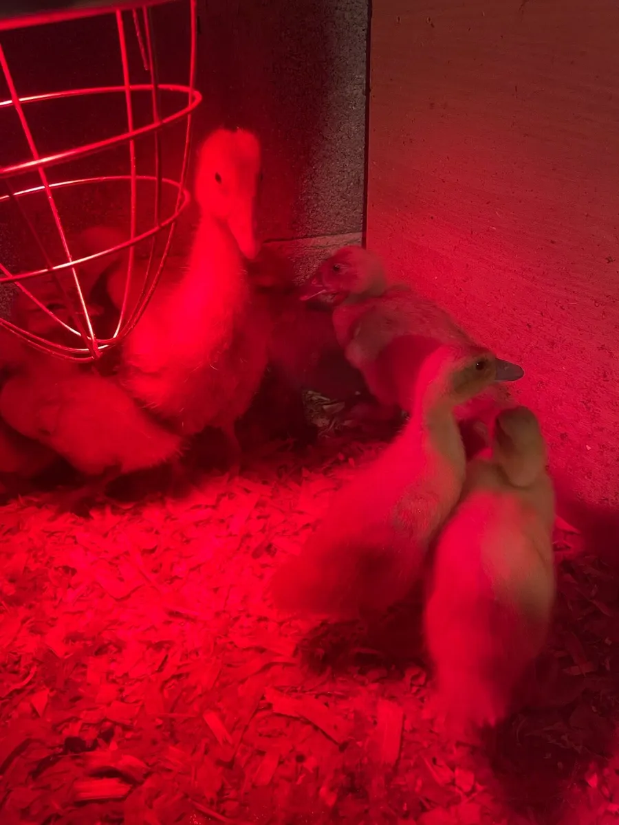 Orpington ducklings and 1 gosling - Image 2