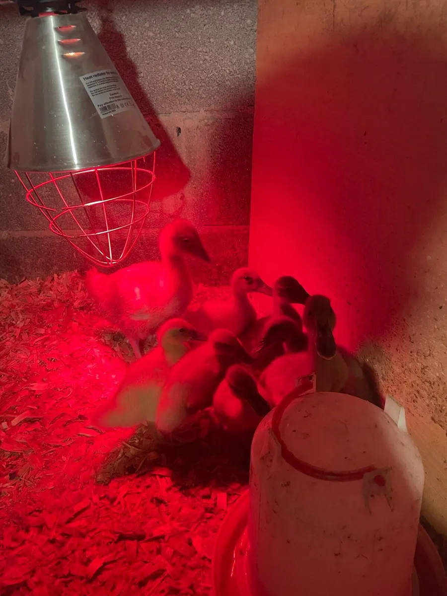 Orpington ducklings and 1 gosling - Image 3