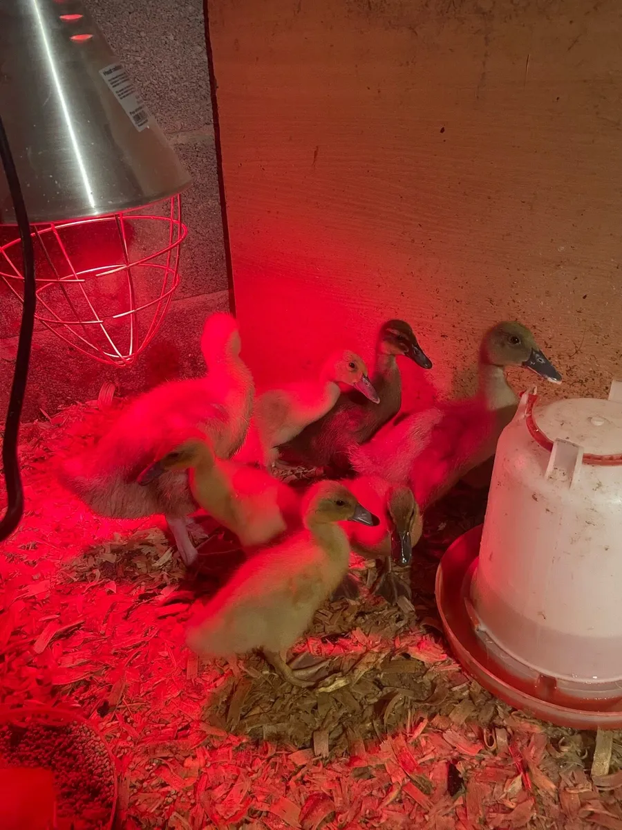 Orpington ducklings and 1 gosling - Image 4