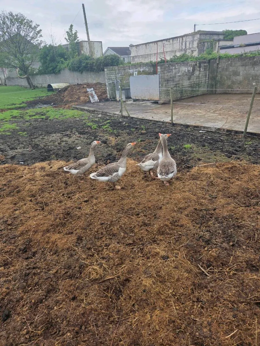 Geese - Image 1