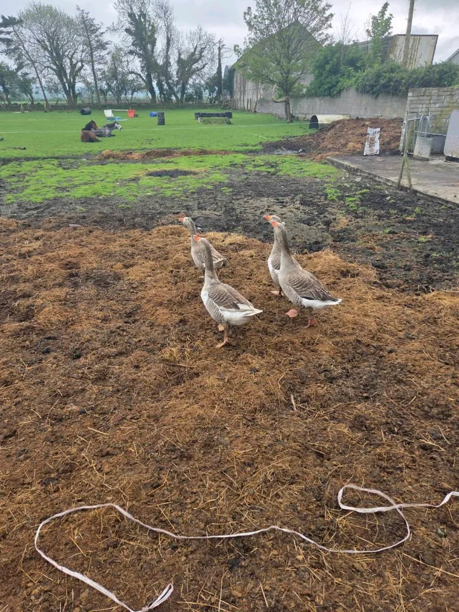 Geese - Image 2