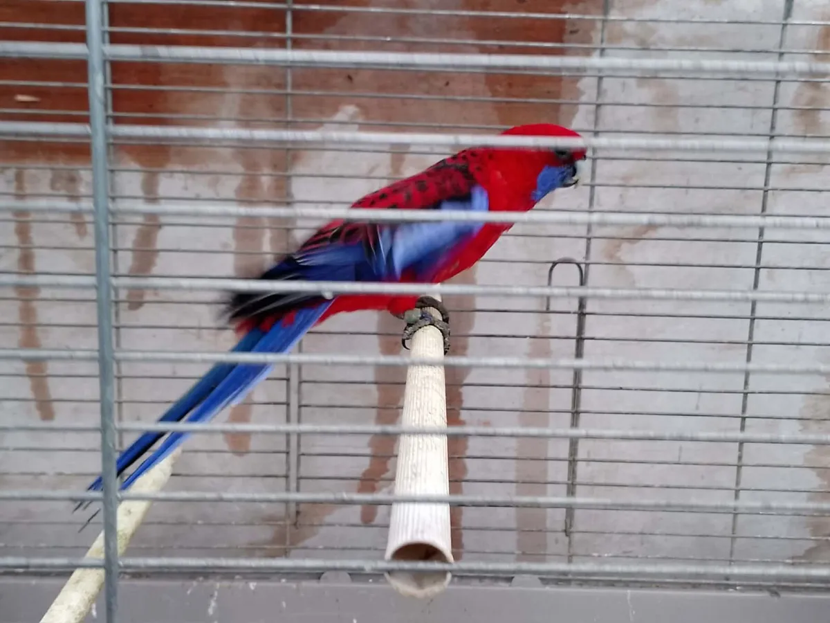 red pennant male - Image 2