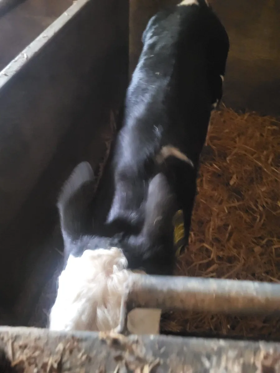 10 calves Bailieborough area - Image 2