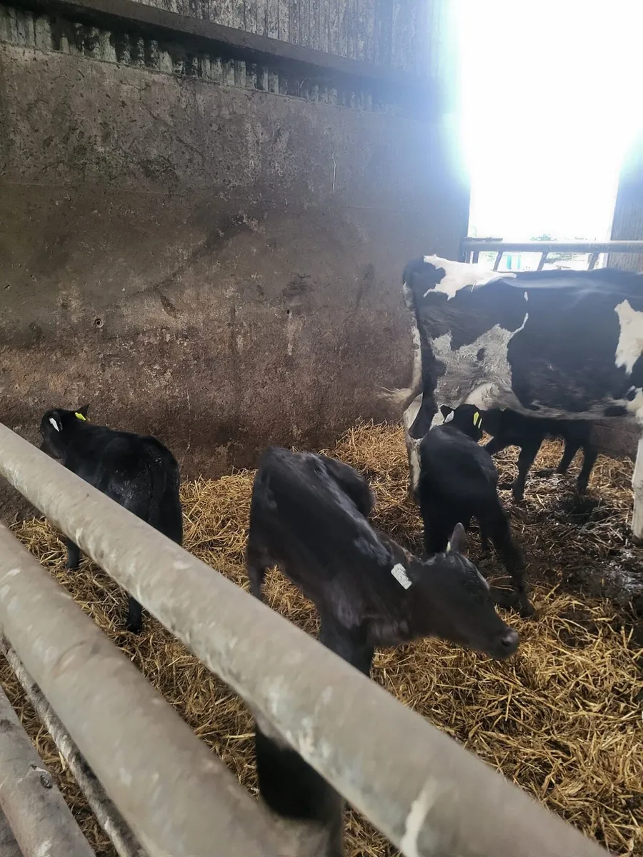 10 calves Bailieborough area - Image 3