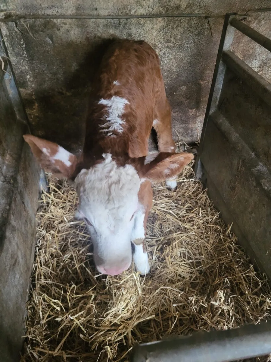 10 calves Bailieborough area - Image 4