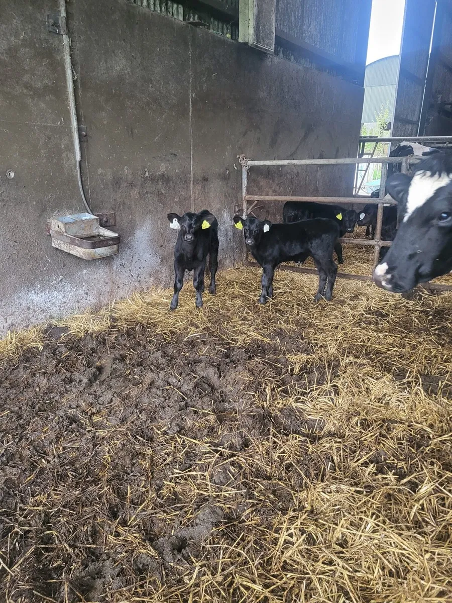 10 calves Bailieborough area - Image 1