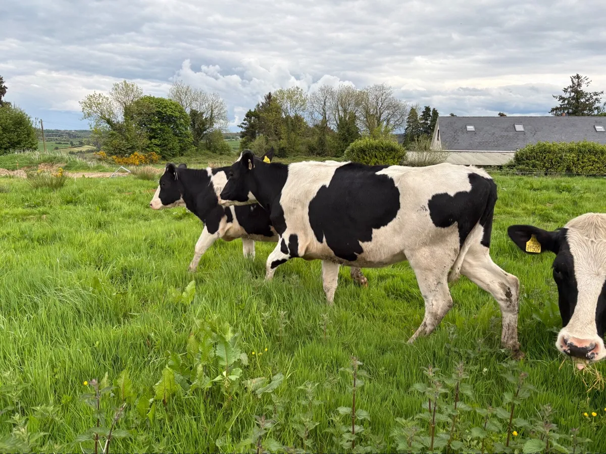 Maiden heifers - Image 2