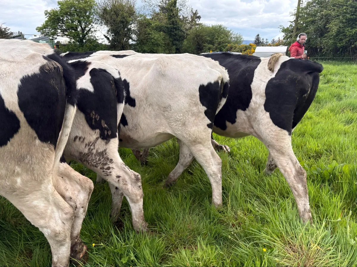 Maiden heifers - Image 4