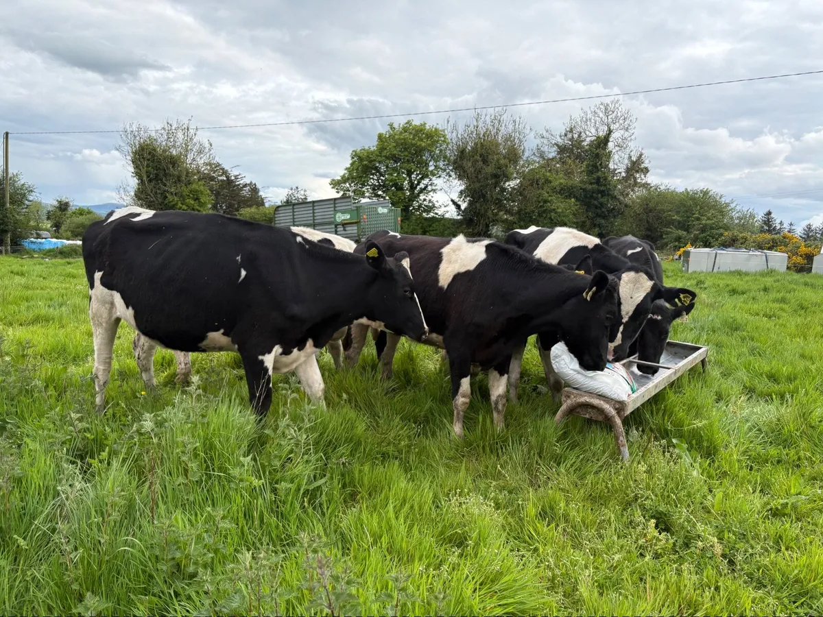Maiden heifers - Image 3