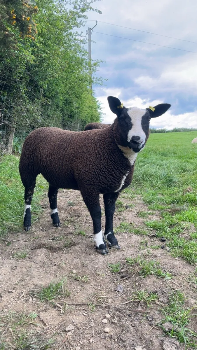 Ewe lambs - Image 2