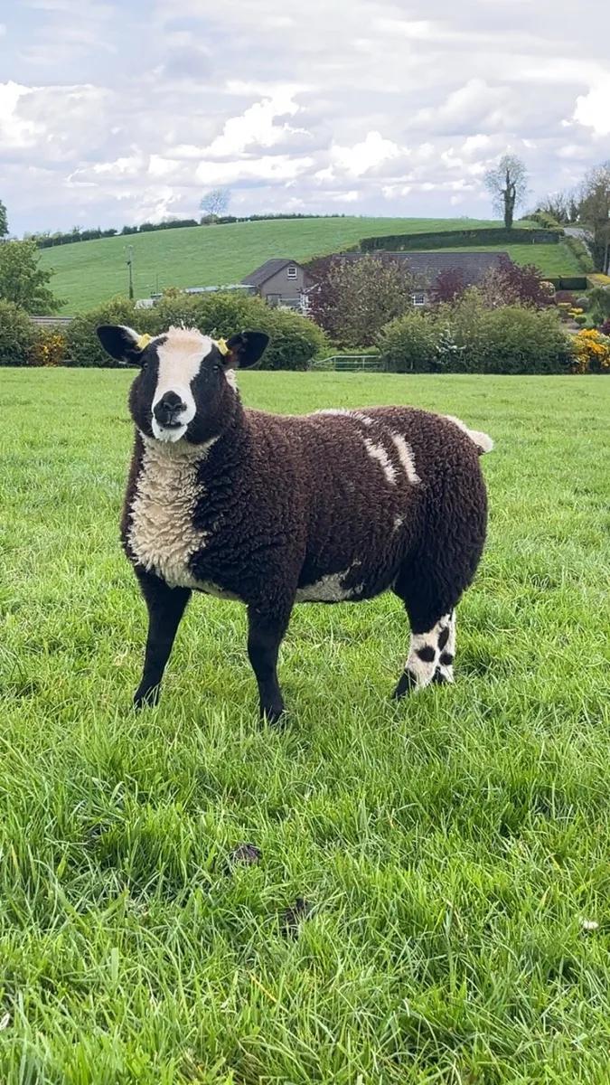 Ewe lambs - Image 1