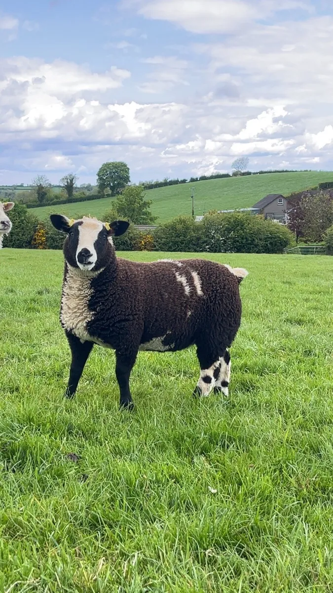 Ewe lambs - Image 3