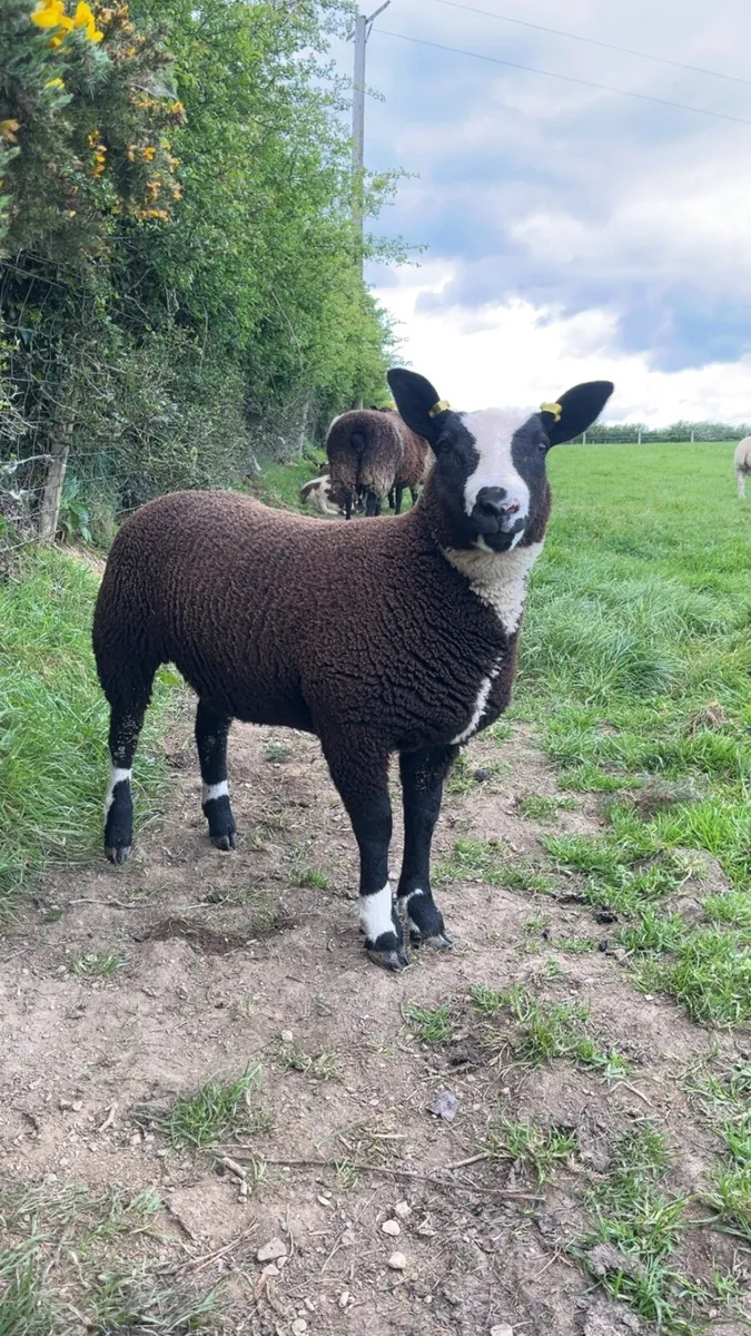 Ewe lambs - Image 4