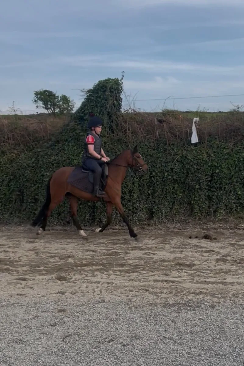12 hand show pony - Image 2