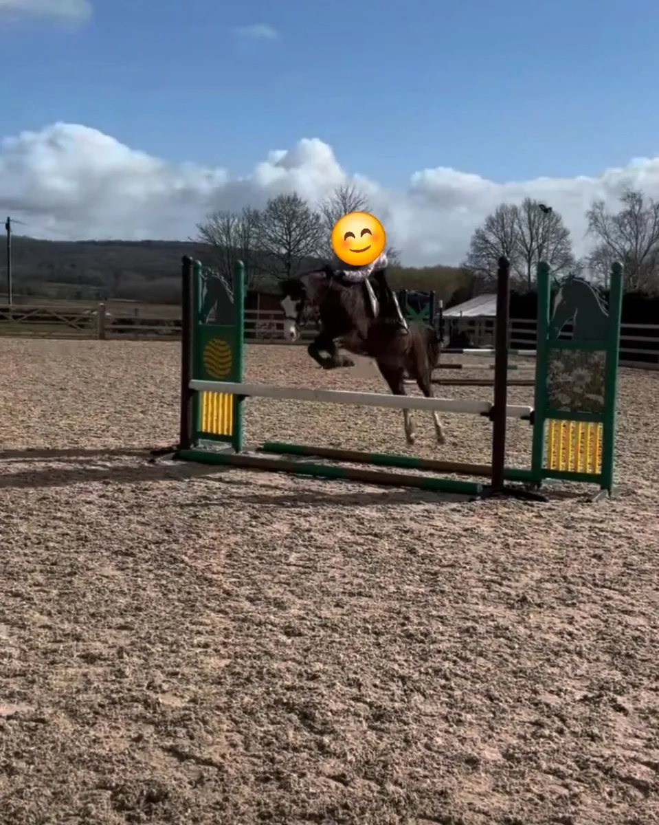 Pony Welsh B 12.2hh Sj WH XC - Image 2