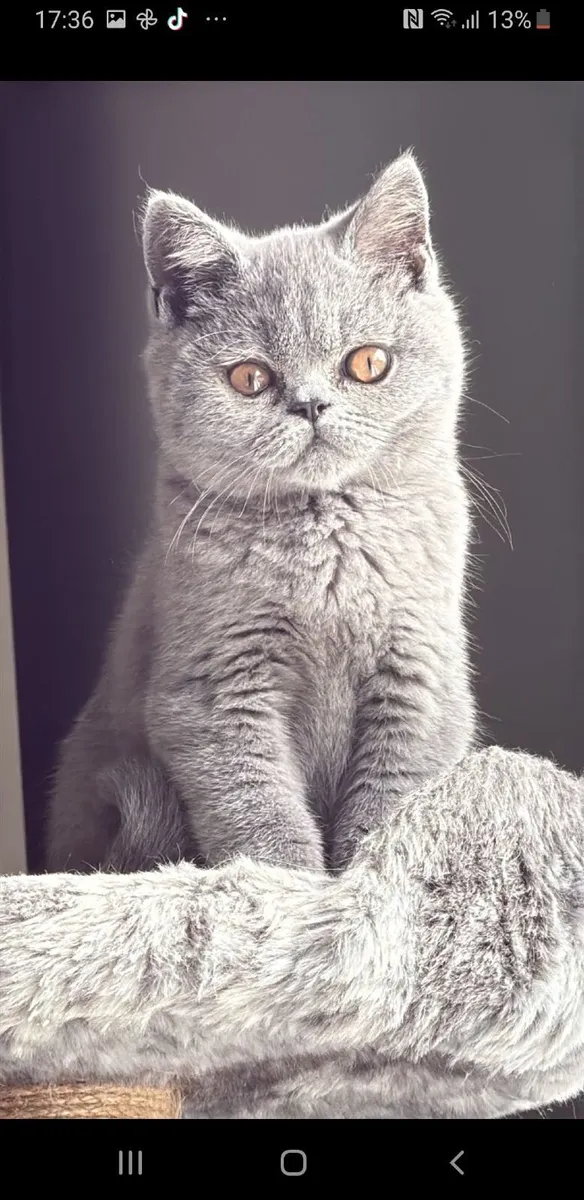 Pedigree cat - Image 1