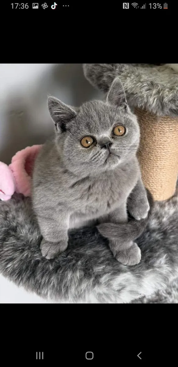 Pedigree cat - Image 3