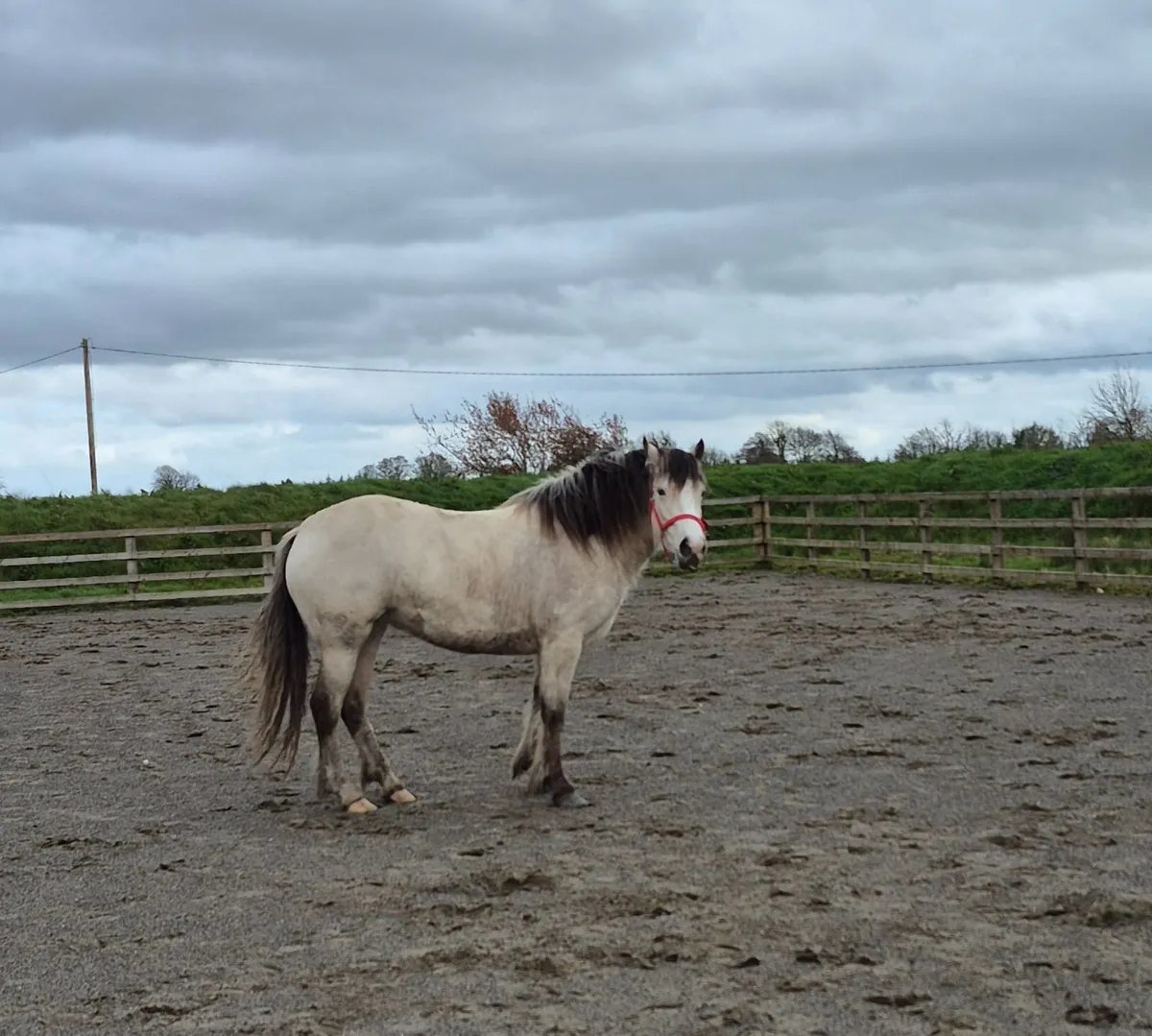 Beautiful Dun Filly - Image 3