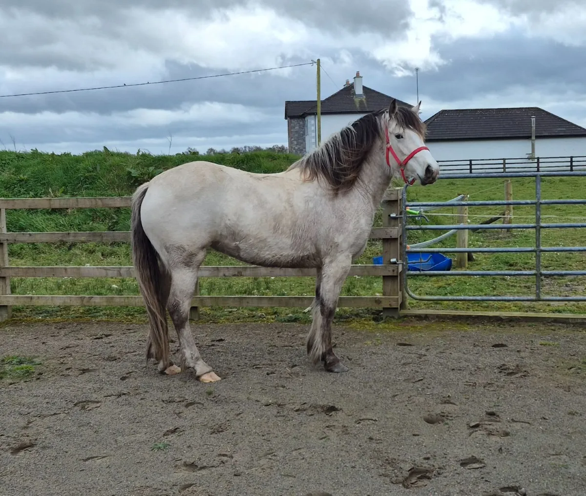 Beautiful Dun Filly - Image 1