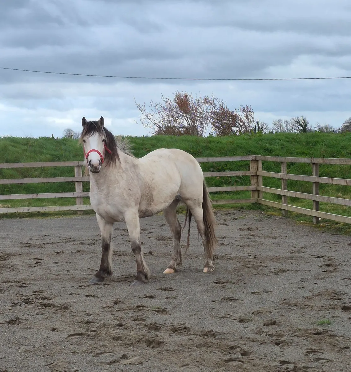 Beautiful Dun Filly - Image 4