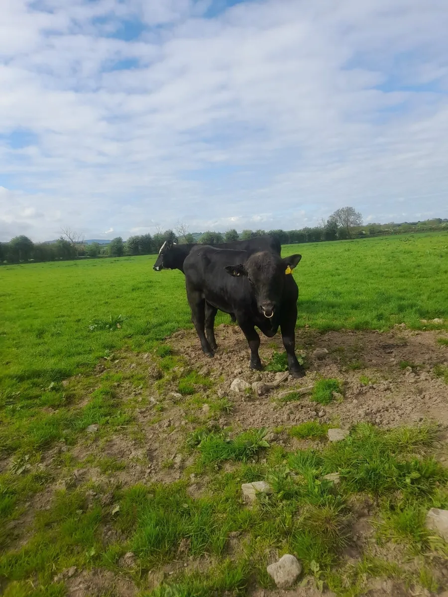 Pedigree Angus bull for sale - Image 1