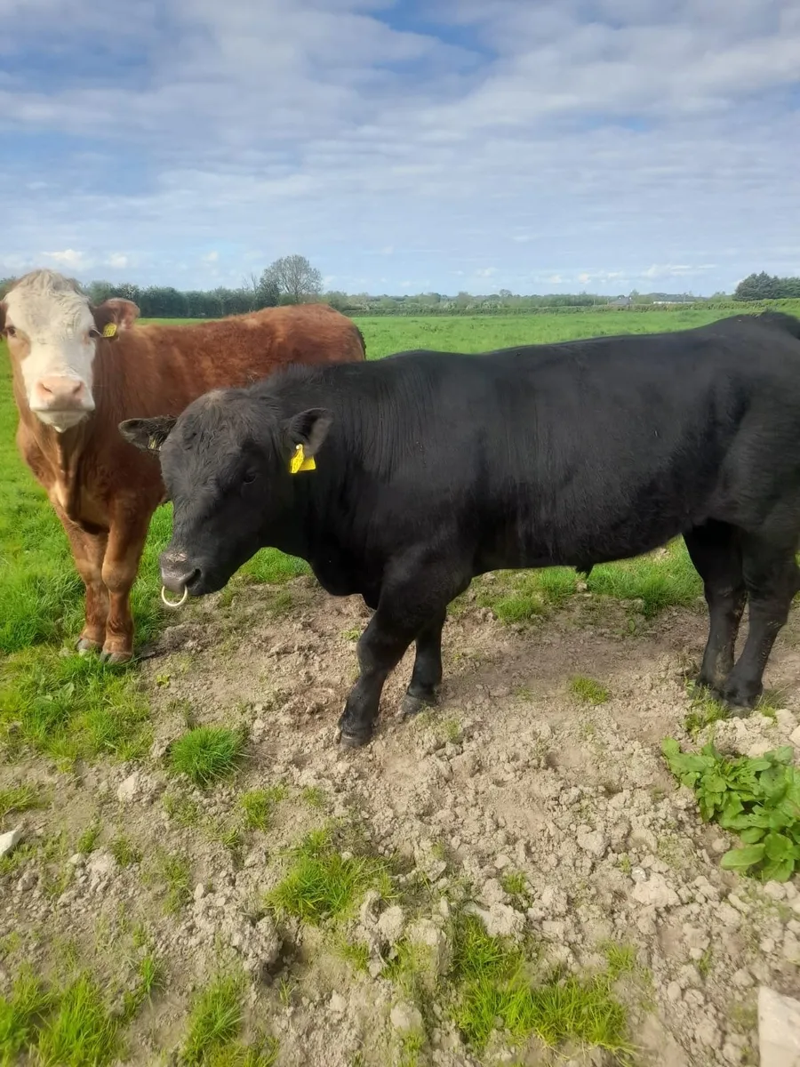 Pedigree Angus bull for sale - Image 2