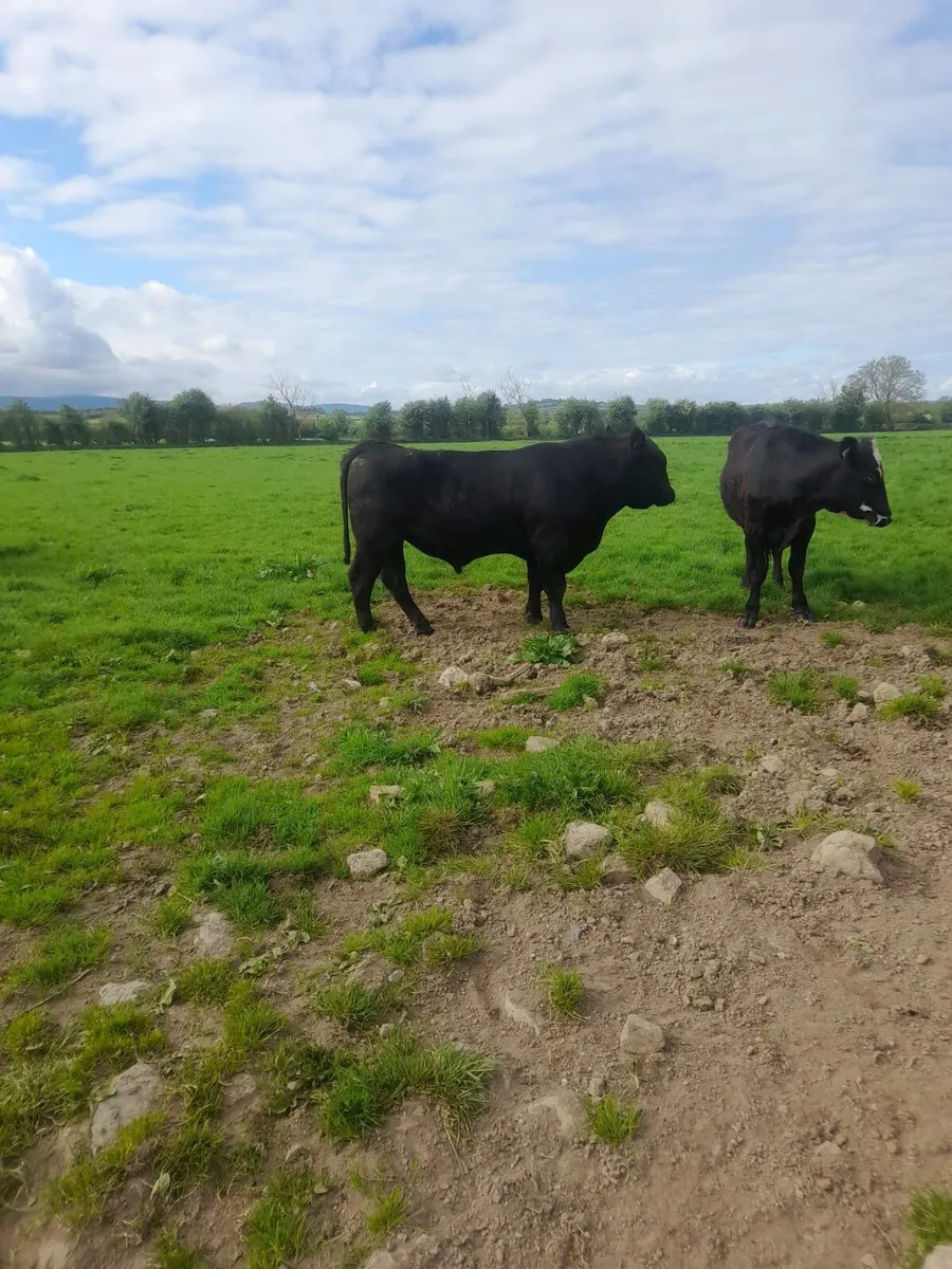 Pedigree Angus bull for sale - Image 4