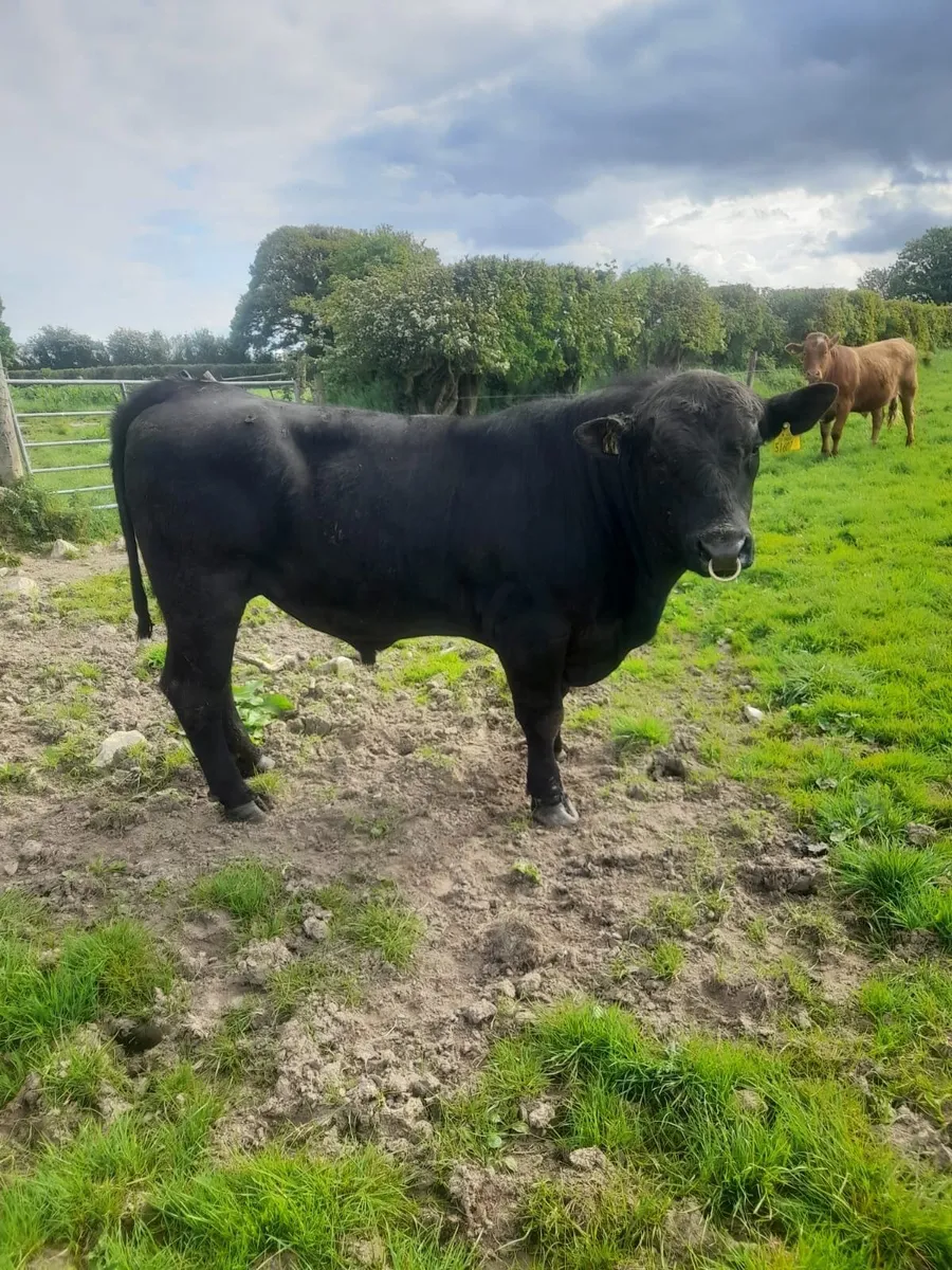Pedigree Angus bull for sale - Image 3