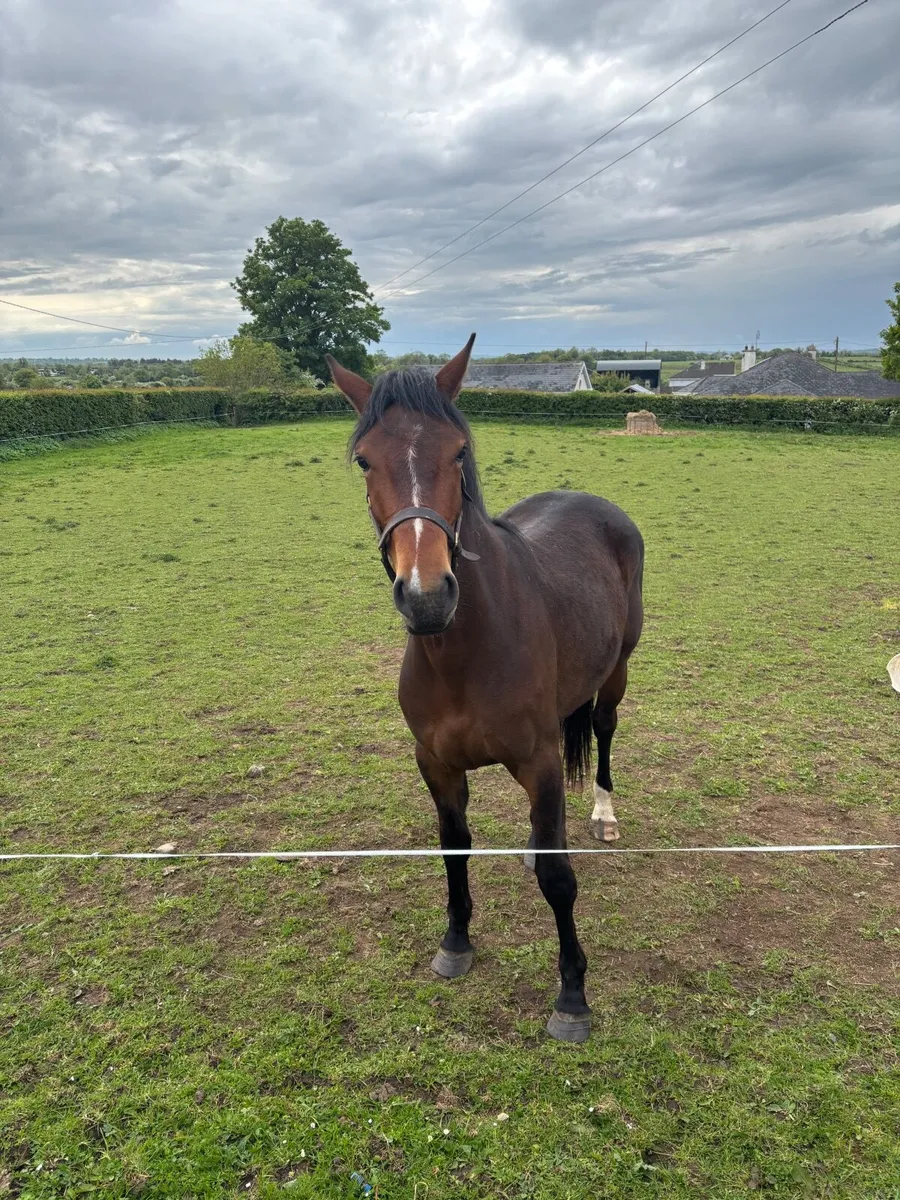 2 year old sports filly Bay - Image 1