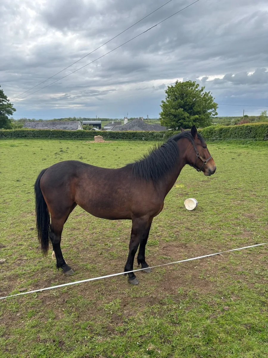 2 year old sports filly Bay - Image 2