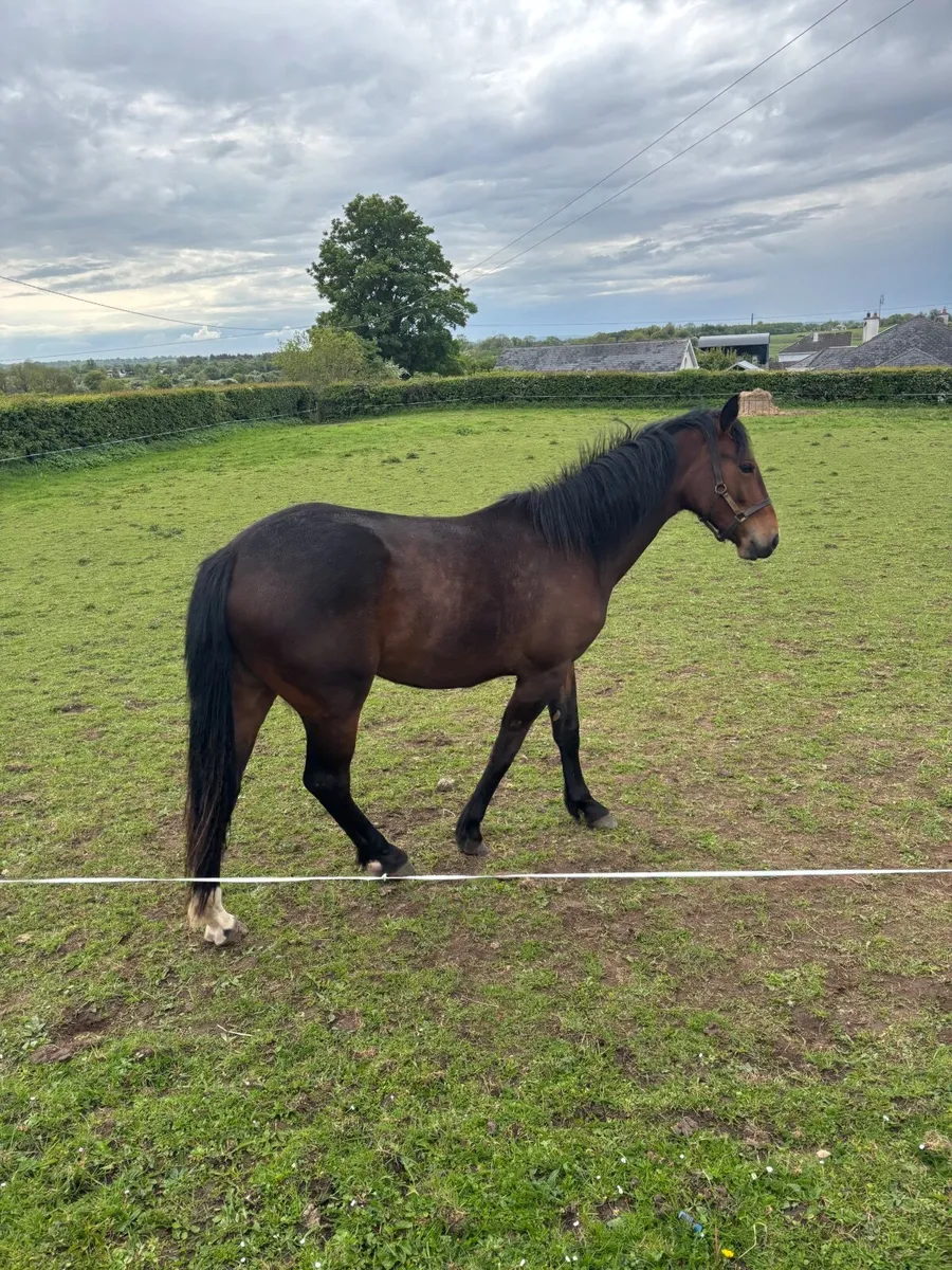 2 year old sports filly Bay - Image 3