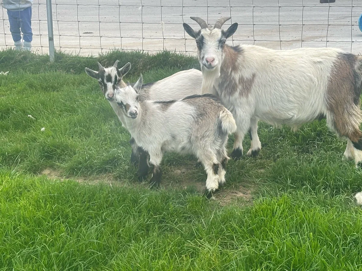 Pygmy goats - Image 3