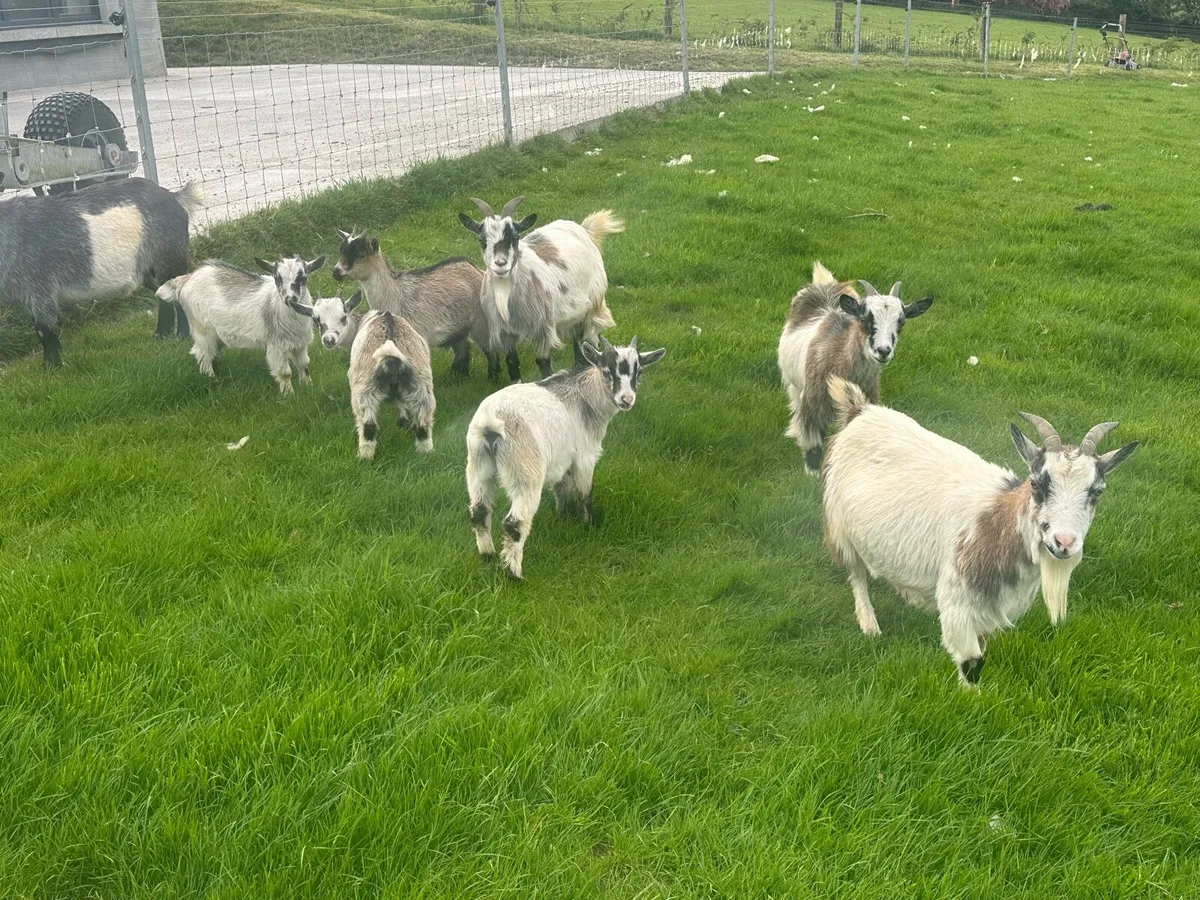 Pygmy goats - Image 2