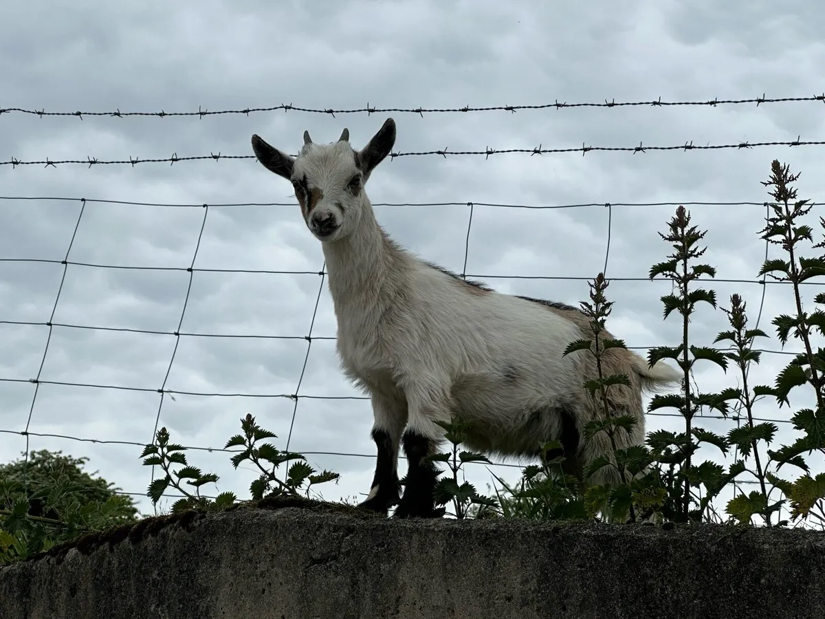 Pygmy goats - Image 4