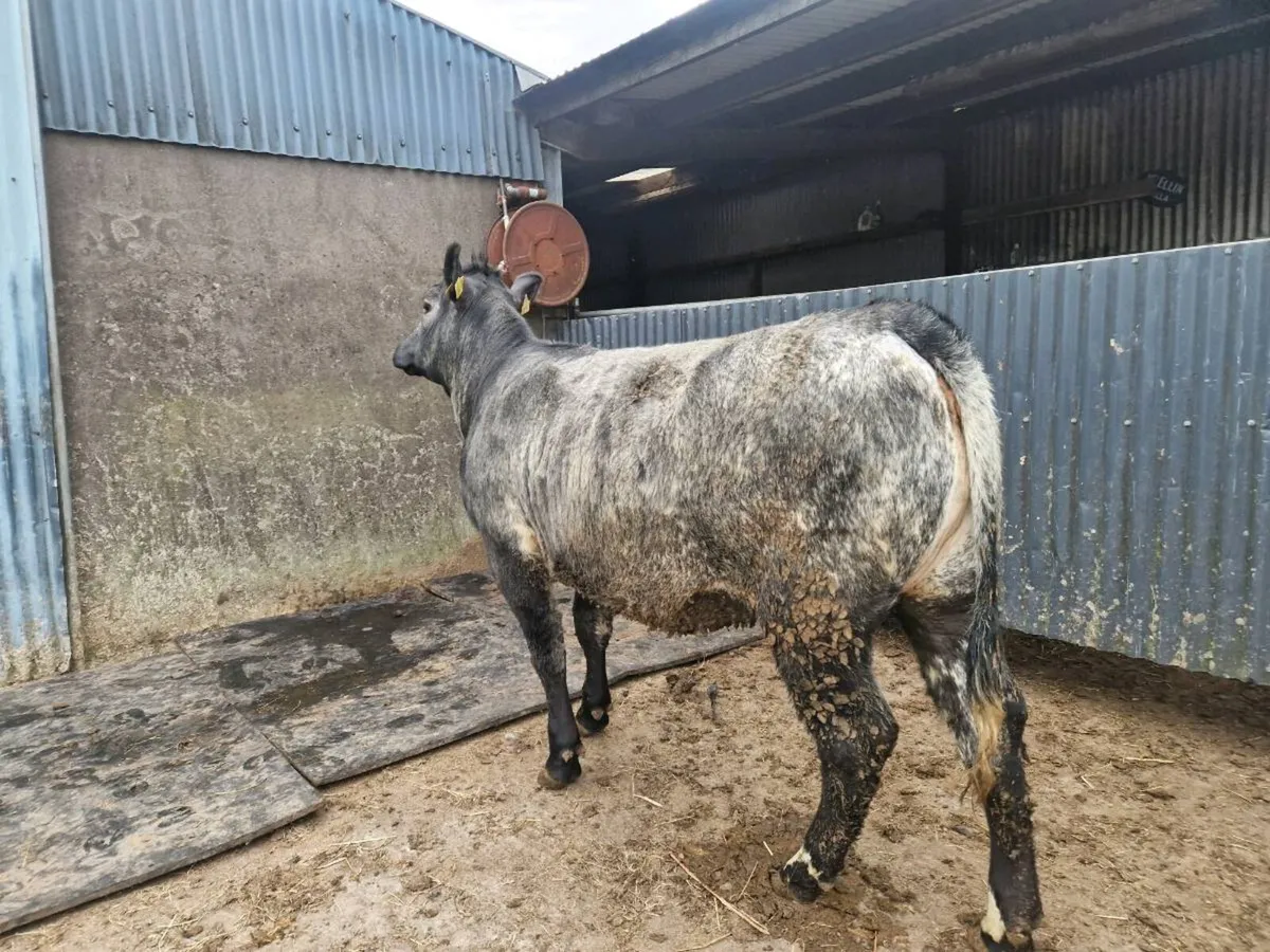 5 star Aberdeen Angus Breeding Heifer - Image 1