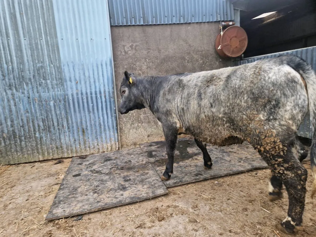 5 star Aberdeen Angus Breeding Heifer - Image 3