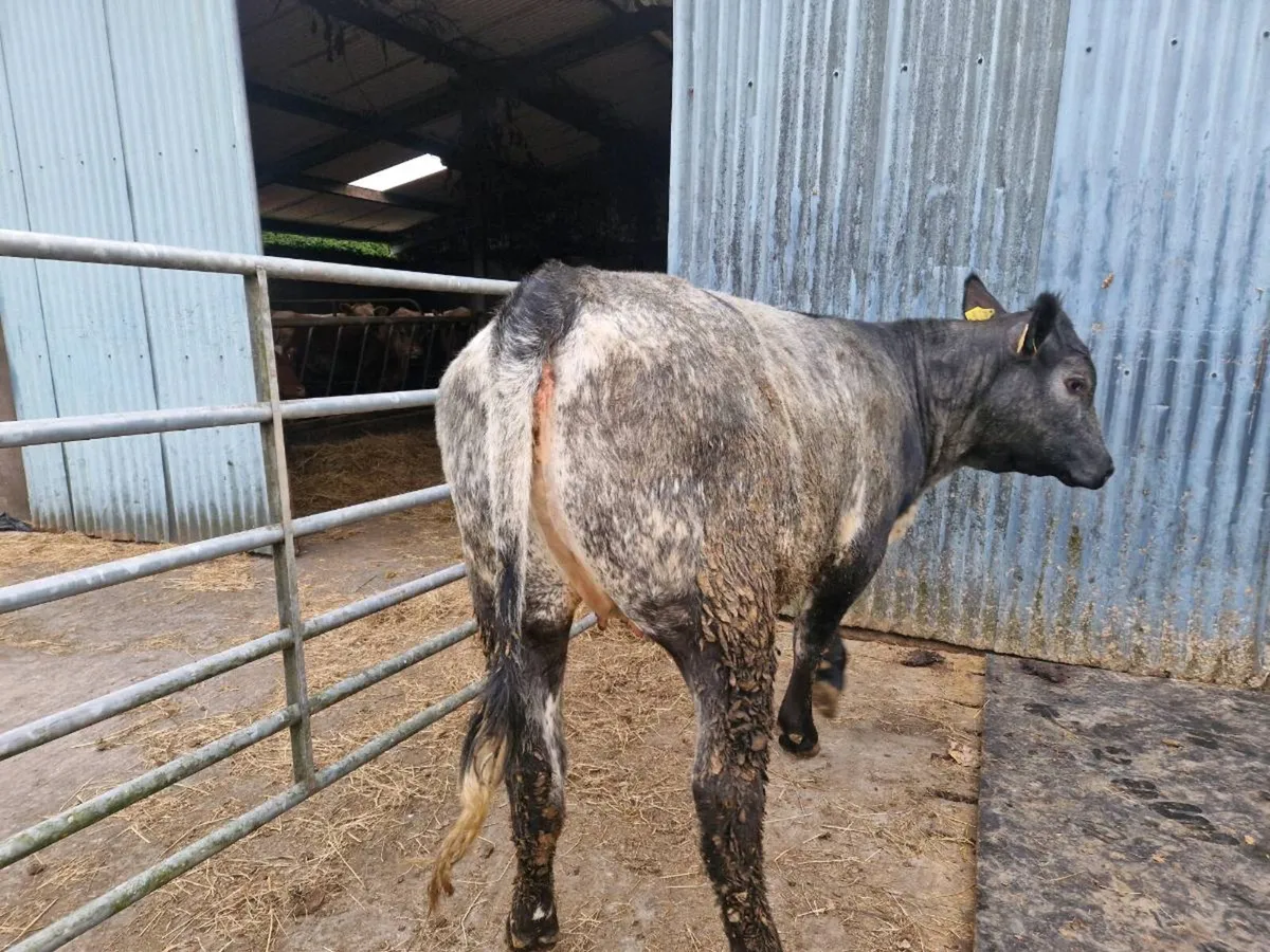 5 star Aberdeen Angus Breeding Heifer - Image 4