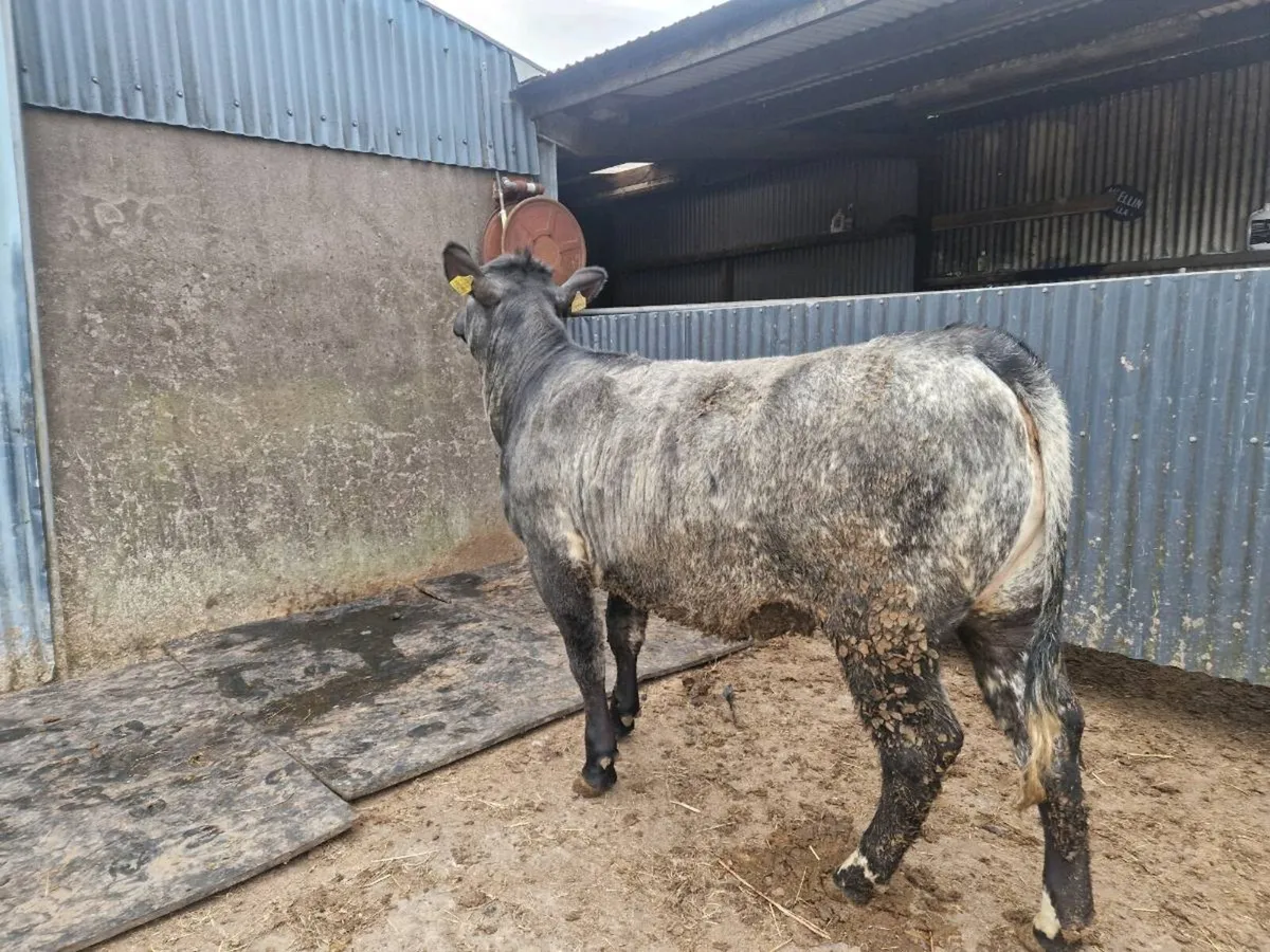 5 star Aberdeen Angus Breeding Heifer - Image 2