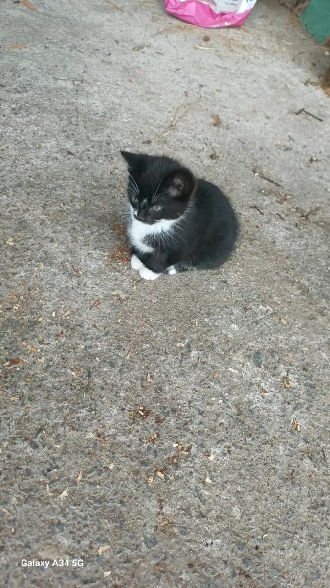 One Kitten for sale - Image 2