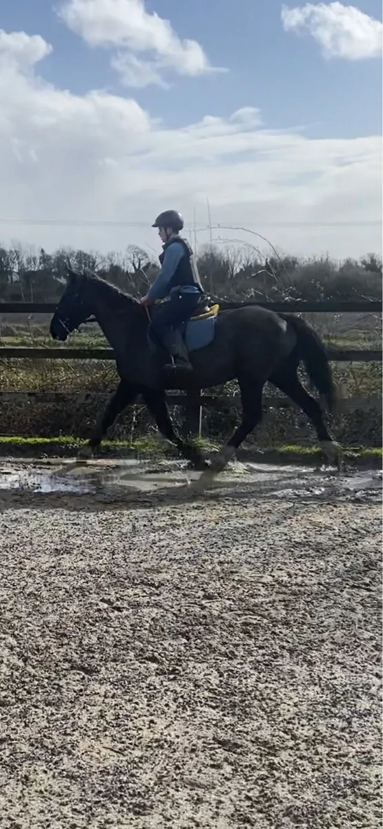 Riding school draught - Image 3