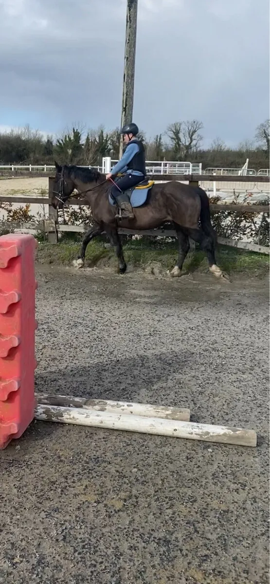 Riding school draught - Image 4